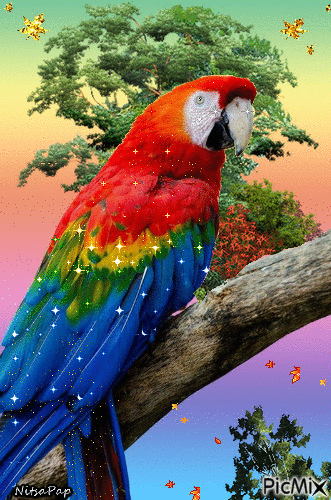 Obnoxious PicMix parrot